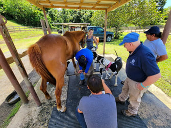 farrier event